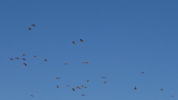 Bando Gansos Cinzentos Selvagens Está Voar Cunha Aves Migratórias Selvagens — Vídeo de Stock