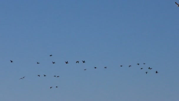 Flock Wild Gray Geese Flying Wedge Wild Migratory Birds Flight — Stock Video