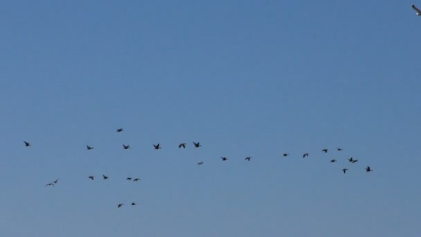 Rebaño Gansos Grises Salvajes Está Volando Cuña Las Aves Migratorias — Vídeos de Stock