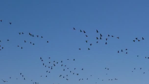 Bando Gansos Cinzentos Selvagens Está Voar Cunha Aves Migratórias Selvagens — Vídeo de Stock