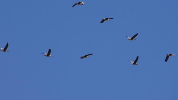 Rebaño Gansos Grises Salvajes Está Volando Cuña Las Aves Migratorias — Vídeo de stock