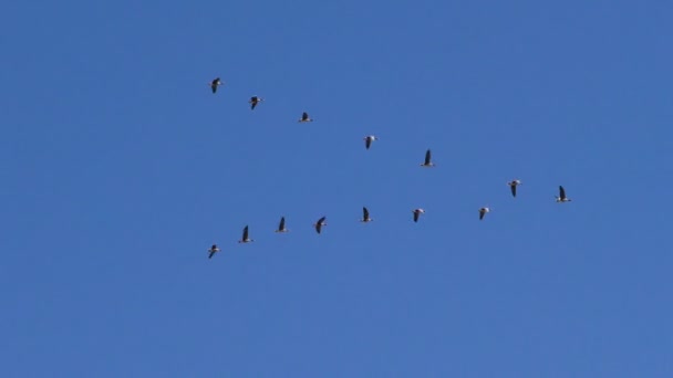 Bando Gansos Cinzentos Selvagens Está Voar Cunha Aves Migratórias Selvagens — Vídeo de Stock