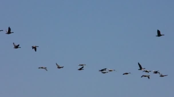 Vahşi Gri Kaz Sürüsü Uçuyor Uçan Yabani Göçmen Kuşların Kaması — Stok video