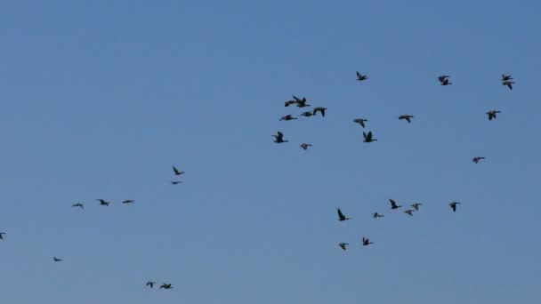 Rebaño Gansos Grises Salvajes Está Volando Cuña Las Aves Migratorias — Vídeo de stock