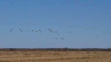Vahşi gri kaz sürüsü uçuyor. Uçan yabani göçmen kuşların kaması.