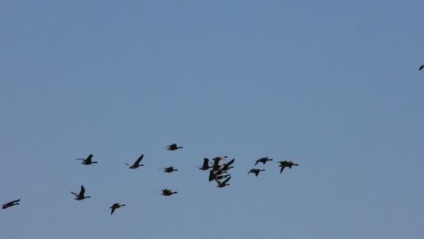 Flock Wild Gray Geese Flying Wedge Wild Migratory Birds Flight — Stock Video