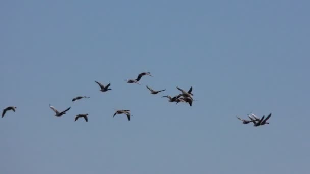 Schwärme Von Graugänsen Fliegen Der Keil Wilder Zugvögel Flug — Stockvideo