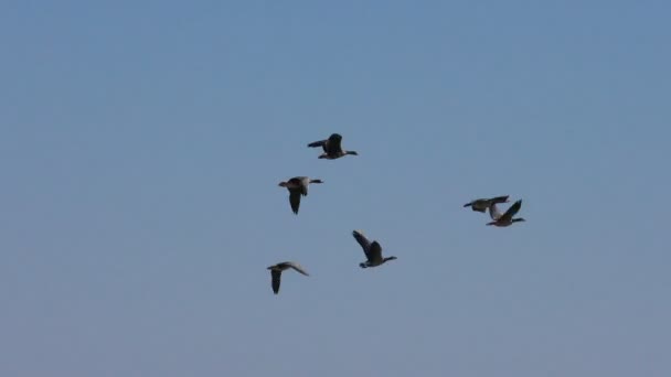 成群的野鹅在飞 野生候鸟在飞翔的楔子 — 图库视频影像