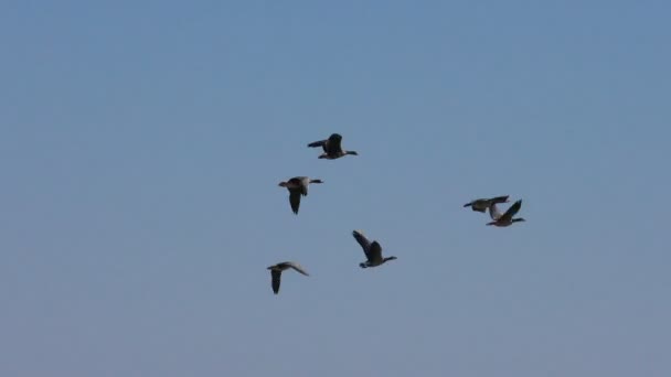 Flock Wild Grå Gäss Flyger Kil För Vilda Flyttfåglar Flygning — Stockvideo