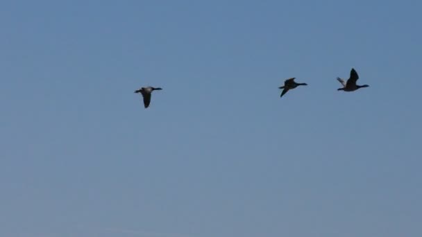 Rebaño Gansos Grises Salvajes Está Volando Cuña Las Aves Migratorias — Vídeos de Stock