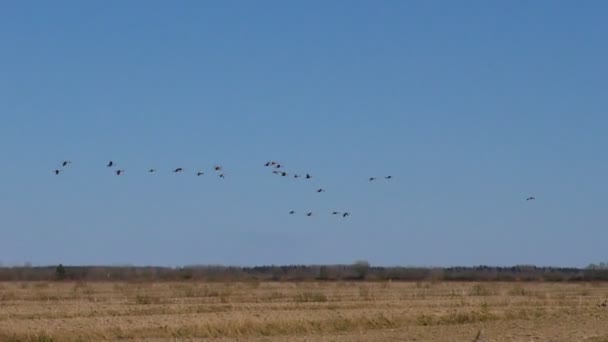 Stanno Volando Stormi Oche Grigie Selvatiche Cuneo Degli Uccelli Migratori — Video Stock