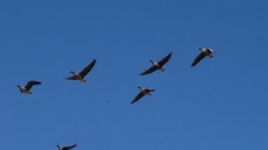 Vahşi gri kaz sürüsü uçuyor. Uçan yabani göçmen kuşların kaması.
