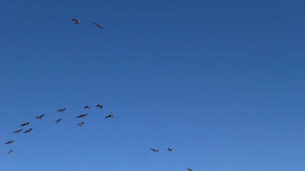 Σμήνη Από Άγριες Γκρι Χήνες Πετούν Σφήνα Των Άγριων Αποδημητικών — Αρχείο Βίντεο