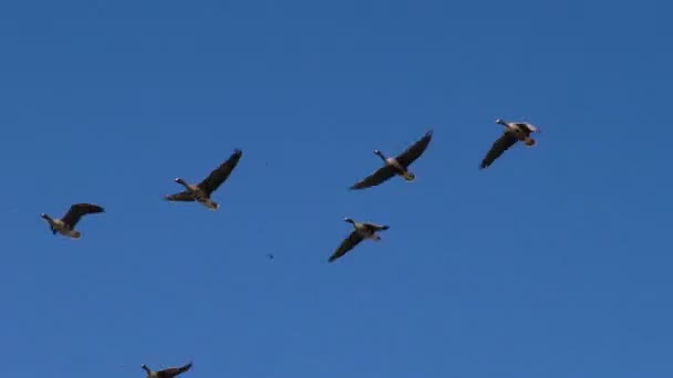Rebaño Gansos Grises Salvajes Está Volando Cuña Las Aves Migratorias — Vídeos de Stock