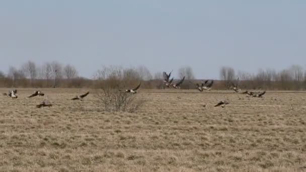 Bando Gansos Cinzentos Selvagens Está Voar Cunha Aves Migratórias Selvagens — Vídeo de Stock