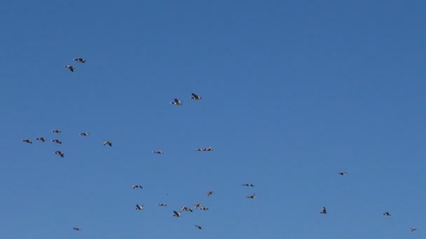 Rebaño Gansos Grises Salvajes Está Volando Cuña Las Aves Migratorias — Vídeo de stock