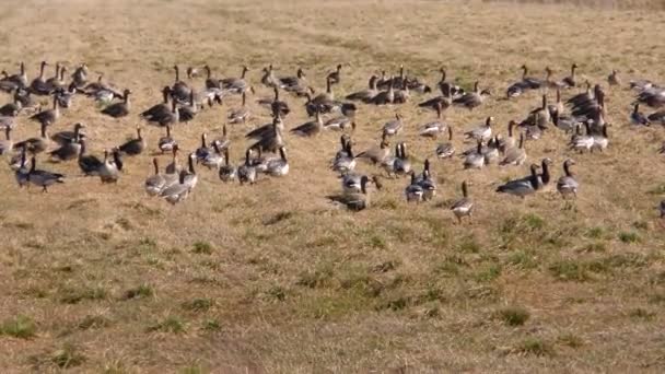 野生のガチョウは畑から離陸します — ストック動画