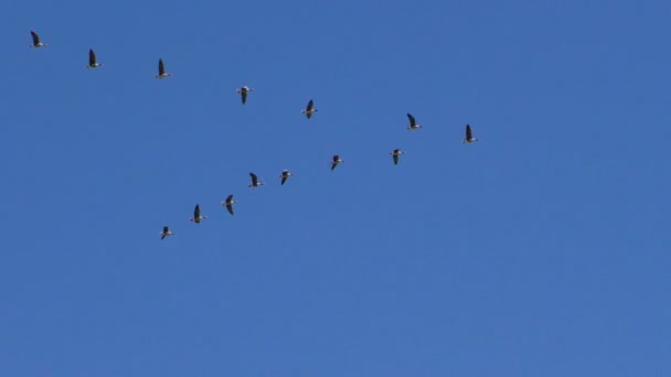 Rebaño Gansos Grises Salvajes Está Volando Cuña Las Aves Migratorias — Vídeos de Stock