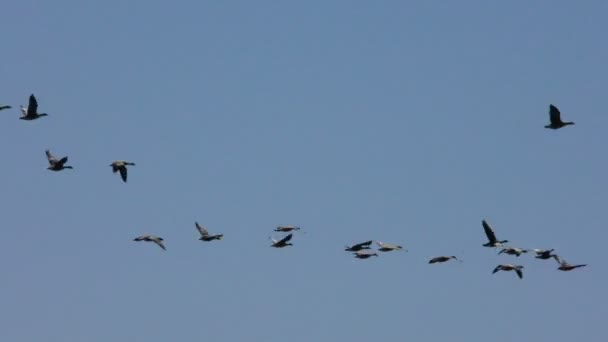 Schwärme Von Graugänsen Fliegen Der Keil Wilder Zugvögel Flug — Stockvideo