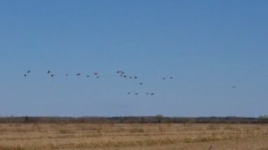 Yaban kazları tarladan havalanır. Vahşi kuş sürülerinin göç mevsimi.