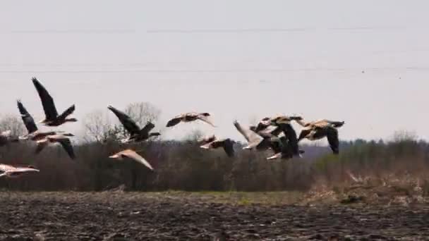 Wildgänse Heben Vom Feld Jahreszeit Des Zuges Wilder Vogelschwärme — Stockvideo