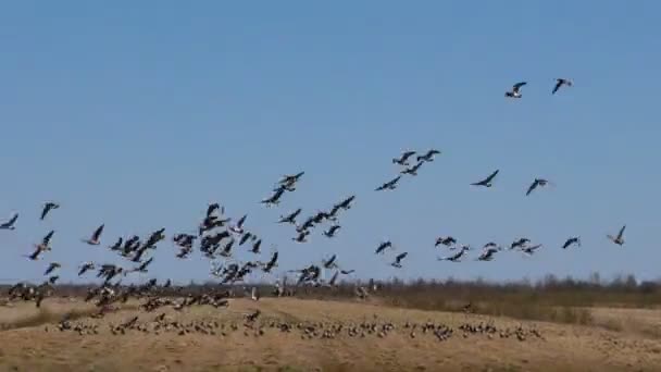 Yaban Kazları Tarladan Havalanır Vahşi Kuş Sürülerinin Göç Mevsimi — Stok video