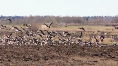 Gri göç eden kaz sürüleri. Doğal ortamdaki kuşların yaşamı hakkında video..