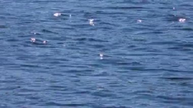 Mavi su dalgaları. Hareket halindeki su yüzeyinin arkaplanı.