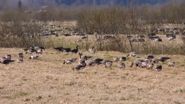 Manadas Gansos Migratorios Grises Vídeo Sobre Vida Las Aves Entorno — Vídeos de Stock