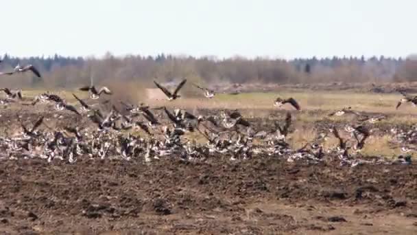 Hejna Šedých Migrujících Hus Video Životě Ptáků Přírodním Prostředí — Stock video