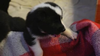 Küçük yeni doğmuş yavrular. Komik çocuklar otlakta köpekler. 