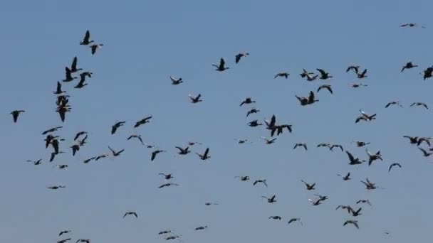 Stada Szarych Migrujących Gęsi Wideo Życiu Ptaków Środowisku Naturalnym — Wideo stockowe