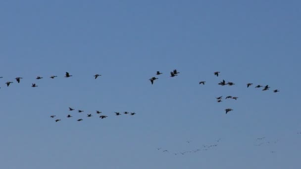 Schwärme Von Grauen Wandergänsen Video Über Das Leben Der Vögel — Stockvideo