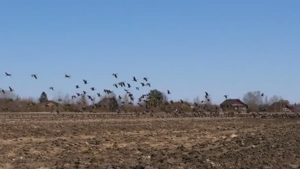 Зграї Сірих Мігруючих Гусей Відео Про Життя Птахів Природному Середовищі — стокове відео