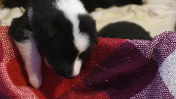 Small Newborn Puppies Funny Kids Dogs Paddock — Stock Video