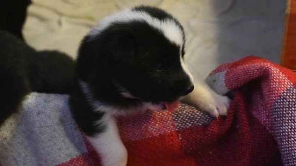 小さな新生児の子犬 パドックで面白い子供犬 — ストック動画