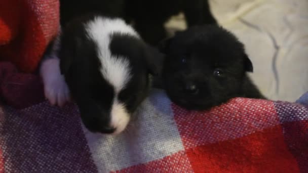 Kleine Pasgeboren Puppies Grappige Kids Honden Paddock — Stockvideo