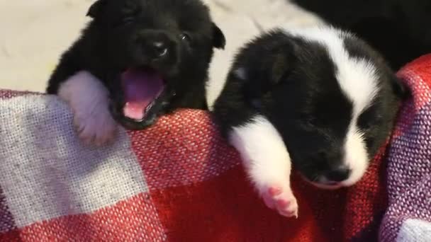 Pequenos Cachorros Recém Nascidos Engraçado Crianças Cães Paddock — Vídeo de Stock