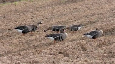 Yabani kazlar tarımla beslenir. Özgür doğadaki bir kuş sürüsü..