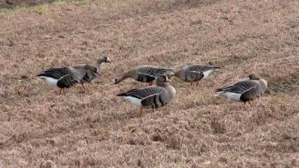 Yabani Kazlar Tarımla Beslenir Özgür Doğadaki Bir Kuş Sürüsü — Stok video