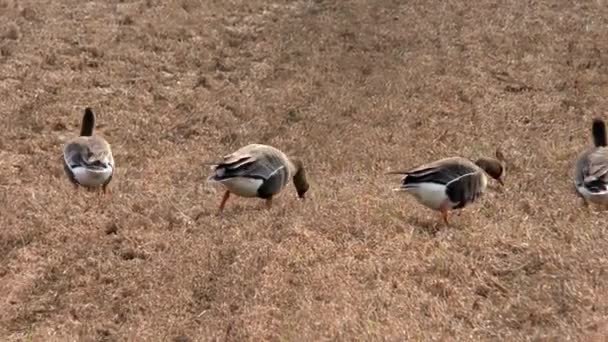 Wandernde Wildgänse Ernähren Sich Von Einem Landwirtschaftlichen Feld Ein Vogelschwarm — Stockvideo