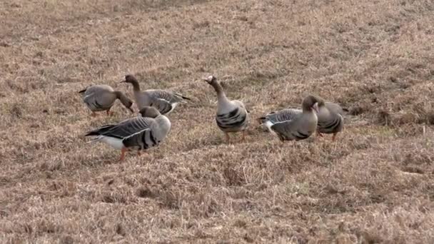 Migracja Dzikich Gęsi Polu Rolniczym Stado Ptaków Wolnej Naturze — Wideo stockowe