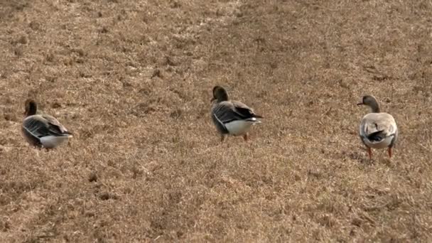Les Oies Sauvages Migratrices Nourrissent Dans Champ Agricole Troupeau Oiseaux — Video