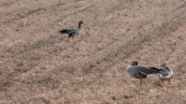 Vonuló Vadlibák Mezőgazdasági Területen Táplálkoznak Egy Madárcsorda Szabad Természetben — Stock videók