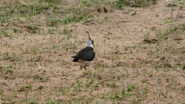 Sandpiper Nell Habitat Dell Erba Uccello Selvatico Sulla Natura Tiro — Video Stock