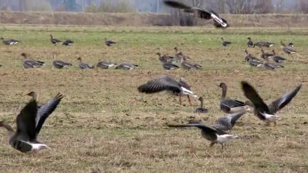 Gansos Selvagens Migrando Alimentam Campo Agrícola Bando Pássaros Natureza Livre — Vídeo de Stock