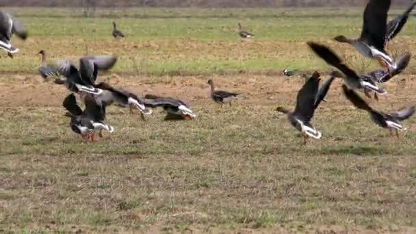 Gansos Selvagens Migrando Alimentam Campo Agrícola Bando Pássaros Natureza Livre — Vídeo de Stock