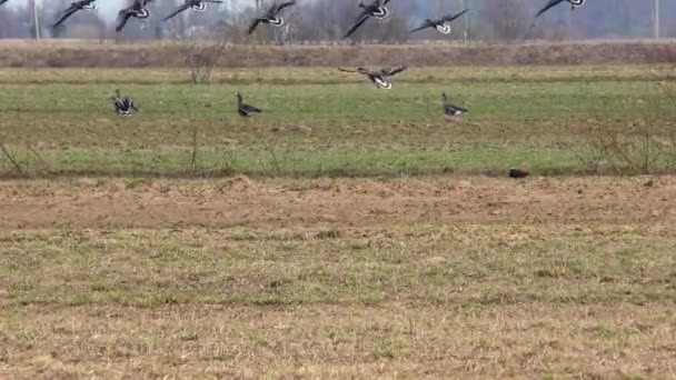 Vonuló Vadlibák Mezőgazdasági Területen Táplálkoznak Egy Madárcsorda Szabad Természetben — Stock videók