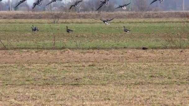 Migratie Van Wilde Ganzen Landbouwgebied Een Zwerm Vogels Vrije Natuur — Stockvideo