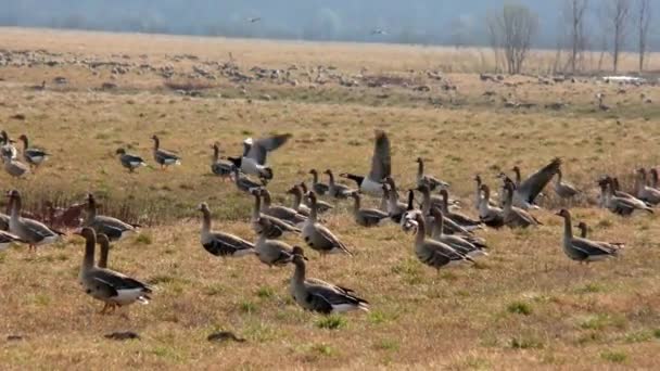 Migrating Wild Geese Feed Agricultural Field Flock Birds Free Nature — Stock Video